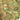 Camouflage cargo shorts pocket close-up with flap details and button tabs