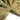 Camouflage shorts crotch and seam close-up with drawcord opening