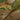 Camouflage fabric shorts with stitched seams, grass-green and brown pattern.