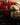 Red jersey shirt close-up with navy collar and chest logo, short sleeves