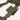 Plate carrier front panel with multicam woodland pouches and elastic webbing