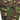 Like New British Army S95 Custom Combat Shorts DPM / 27-29/84 (7103033671864)