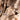 Desert camo hood parka with toggle drawcords on front pocket flaps