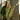 Woodland camo hooded jacket with front snap placket and buttoned three-quarter sleeves